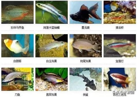 道家符号 觀賞魚的種類